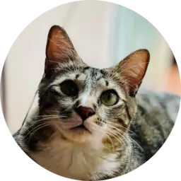 Opinión entrar comunidad Vínculo Felino