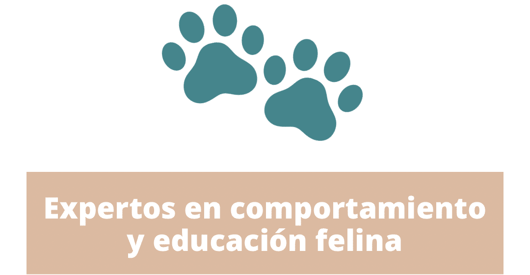 Expertos en comportamiento y educación felina