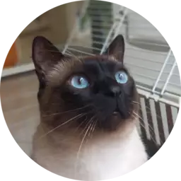 Testimonio comunidad Vínculo Felino